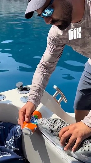 23K views · 63 reactions |  Le lagocephalus sceleratus alias poisson-ballon, venue de la mer Rouge, il s’est invité en Méditerranée par le canal de Suez. ☠️ Toxique et mortel pour l’homme comme pour les autres poissons, il menace tout l’équilibre marin.  En s’attaquant aux filets, il met aussi en danger la pêche locale.  Avec le réchauffement des eaux, sa progression vers l’Ouest s’accélère… | Liik | Facebook