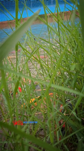 36K views · 417 reactions | Nutrition rich mud pond will be the core...