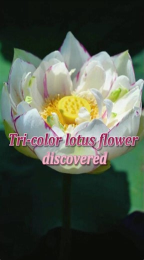 17K views · 253 reactions | A rare tri-color lotus flower was discovered at a wetland park in China's Yunnan. #park #lotus #flower #color #wetland | China Xinhua News | Facebook