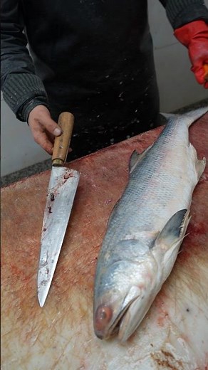 Fourfinger Threadfin | How to Fillet a Fish: An Easy