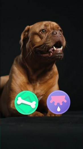 Discover the World of DOGS 🐶