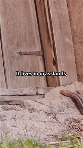 European glass lizard Facts