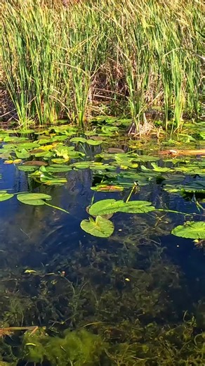 Fishing in Shallow Water: Tips and Tricks