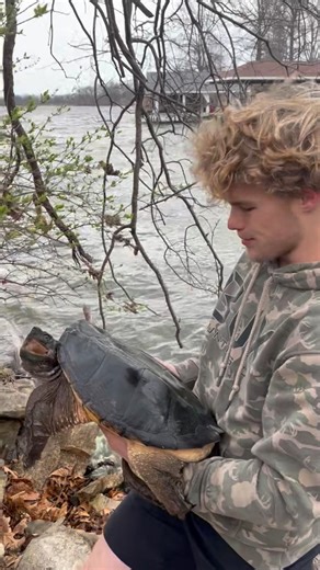 First Snapping Turtle of The Year! #snappingturtles #commonsnappingturtle #turtle #lake