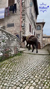 486K views · 6.9K reactions | Ogni giorno, i muli di Artena svolgono un ruolo essenziale per gli abitanti del più grande centro storico non carrabile d'Europa. #viaggiaconwallace #borghidaraccontare #Lazio | Viaggia con Wallace | Facebook