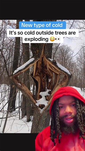 It’s so cold outside that trees are exploding #coldweather #snowstorm #satisfying #crazy #foryou