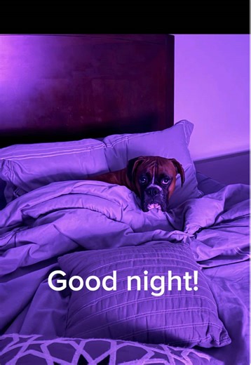 A Day in My Life with My Boxer Dog