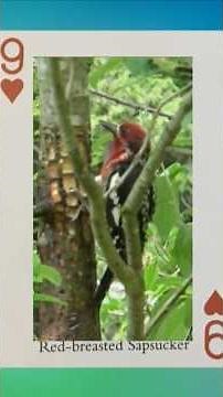 Red Breasted Sapsucker's Action #bridgeslamlearning