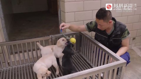 一只搜救犬的成长之路