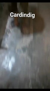 19K views · 738 reactions | Nepali Hemp Allo fiber caarding process. www.ganeshhemp.com #hempcarding #allocarding #ganeshhemp #drganesh | Ganesh Hemp | Facebook