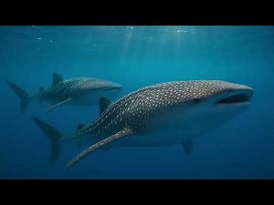 Whale shark - Ocean - Underwater - Screensaver - Sharks - Screen saver