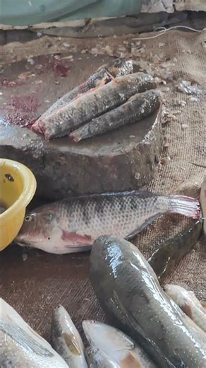 Fish Still Moving After Cutting | Incredible Fresh Catch #fishstillalive #shorts #fish