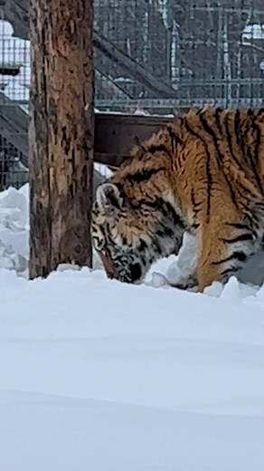 625K views · 10K reactions | Tigress Nova’s making the most of her snowy surroundings, option to see it as a fun new toy to run and bounce around in! ❄️ | Wildcat Sanctuary | Facebook