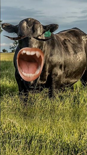 Funny Cow Says Mooo in a Hilarious Way | COMEDY COW - Must Watch!"