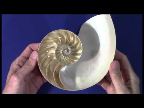 The Golden Ratio Nautilus