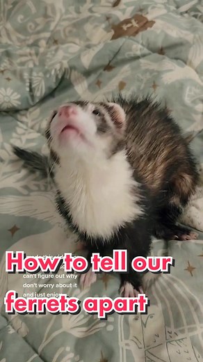 How to Identify and Tell Apart 7 Adorable Ferrets | Fluffy Ferrets