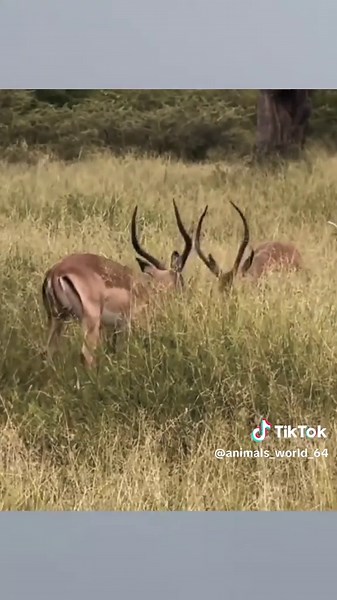 Leopard hunts impala #animalsworld #wildanimals #wildlife #leopard #hunting #impala #foryoupages #fyp