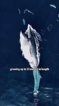 What type of WHALE is this?