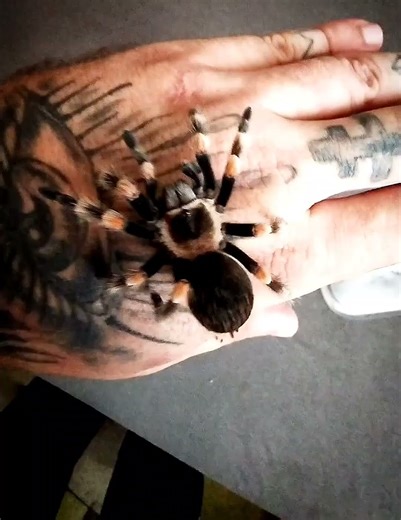 Brachypelma Hamorii ♀️