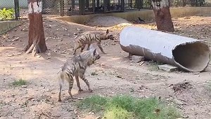 Striped hyena #stripedhyena | Indian Animals And Birds