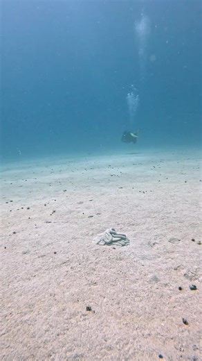 Amazing Ocean Sand Sculpture