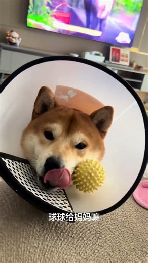 Unleashing the Genius of My Shiba Inu – A Daily Journey