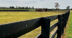 'This is the best place to be': UK equine students tout top-notch education