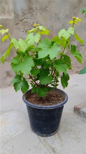 DIY Grapes Vine Propagation at Home - Gardening Hacks