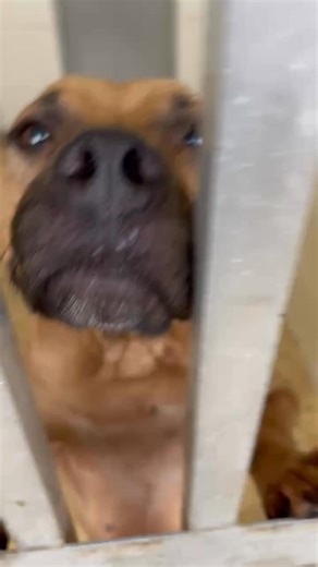 Brevard County, FL - South Animal Care and Adoption Center on Reels