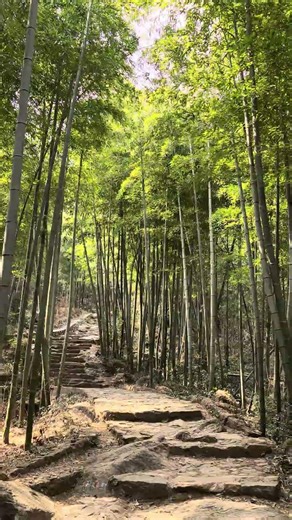 ASMR Bamboo Forest Walk: Creek Sounds, Birds Chirping, Walking on Stone Steps #natureambience