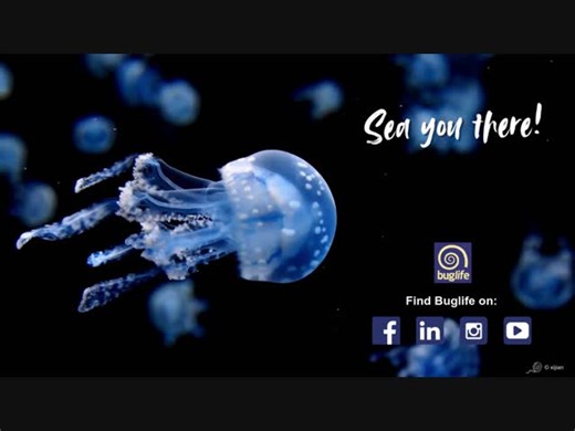 📧 In the last couple of days we have sent out BugBytes (the November edition) to all our lovely Members and supporters. Jam-packed with invertebrate information, news and stories including: 📝 defending the Middlewick Ranges; 🔎 12 Days of Giving; ✅ some project highlights; 🐝 upcoming events; 🙌 and so much more! 🤔 If you were expecting to receive our e-news and haven't, please do check your junk folder. Not there? Get in touch via info@buglife.org.uk and we'll look into it for you. ℹ️ If you