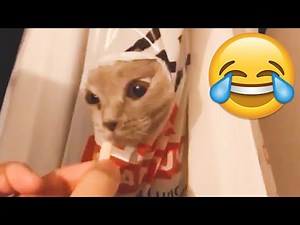 These Cat Fails Will Make You Laugh You're Out of Breath || PETASTIC 🐾