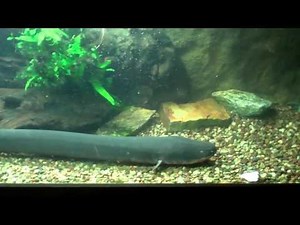 electric eel audio