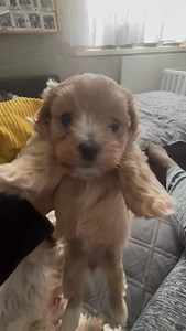 Kiki und ihr Baby. Wir schmelzen dahin! Falls jemand Futter, Brustgeschirre, Puppy Trainer Pads, ein Bettchen und Co für Kiki und Mariechen (die beiden lieben das Rinti) und das Baby schicken mag, wären wir sehr sehr dankbar! Das Baby fing schon an ein bissi sselber zu fressen. Hier geht es zu Jennys Wunschliste: https://www.amazon.de/hz/wishlist/ls/1OCUNUNI5TOBW Danke von Herzen!! Ps: es folgen ausführliche inserate für mama kiki, tochter und mariechen, sobald sie vermittelbar sind. Bitte erst 