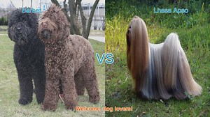 Barbet vs. Lhasa Apso: A Comparison of Long-Hair Dog Breeds