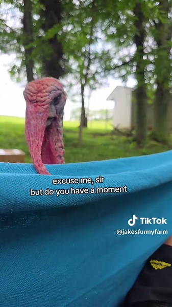 Turkey Wildlife Memes: Gobble and Comedy