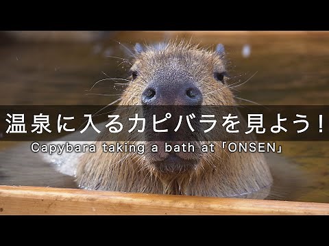 温泉に入るカピバラを見よう！Capybara taking a bath at 「ONSEN」