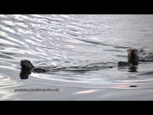River Otters swimming towards viewer