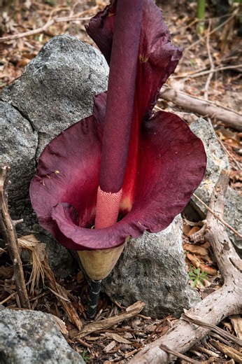 Amorphophallus Maxwellii Bulb – Rare Tropical House Plant, Exotic Dark Foliage, Easy Grow Caudex/bulb - Etsy