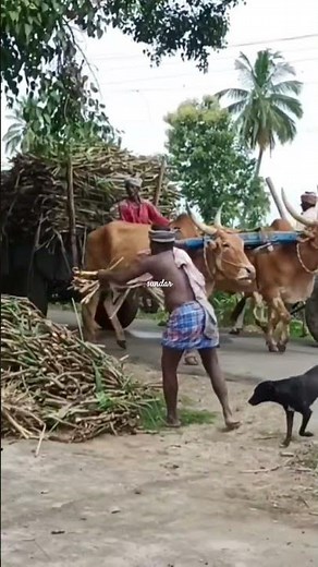 Massive Indian Bullock Cart Heavy Load Sugarcane Transport Tamil Nadu Village Farmer Life In Action