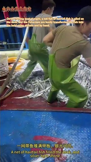 夜晚上的渔船上，一网带鱼堆满甲板，渔民们正在忙碌的将带鱼用铲子和徒手弄进去鱼仓里。