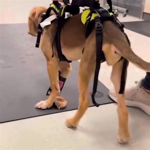 Forgotten Dogs Rescue on Reels