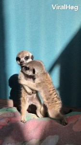 156K views · 5.7K reactions | These meerkat babies can't stop giving each other hugs! 殺 | ViralHog | Facebook
