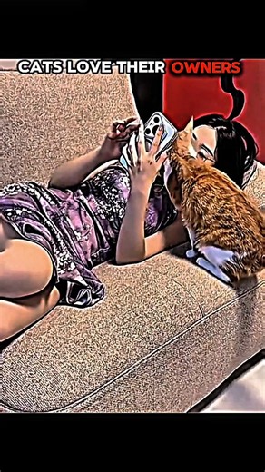 Cats Love Their Owners… And This Proves It 🐱❤️ | #TrollEdit #CatLove #Viral #Trending #Shorts