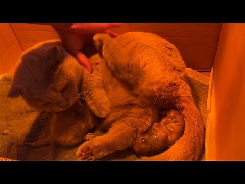 Meow Kittens: Gray Short-Legged Cat Gives Birth