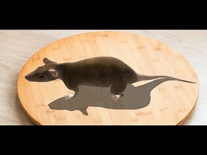 Rattus AR: Learn Anatomy and Dissection of Rat