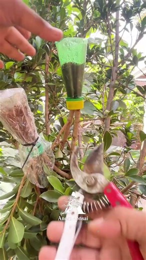 Trying Air Layering Technique with Used Plastic Bottles: Simple and easy🌳#airlayering #craft #diy