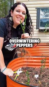 How to overwinter peppers 🌶️ #overwinter #overwintering #peppergrowing #growingpeppers