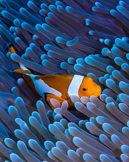 1.2K views · 22 reactions | Explore the mystique of marine life at our Marine Discovery Centre. We open our doors to everyone – locals and guests alike, stirring curiosity and fostering a shared commitment to environmental stewardship. Come, let's make waves of change together. #SHRSustainableJourney #SHR #EnrichingJourney #SAii #SAiiPhiPhiIslandVillage | S Hotels & Resorts | Facebook