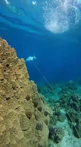 Fish catching underwater #fishing #underwater #ocean | FishX